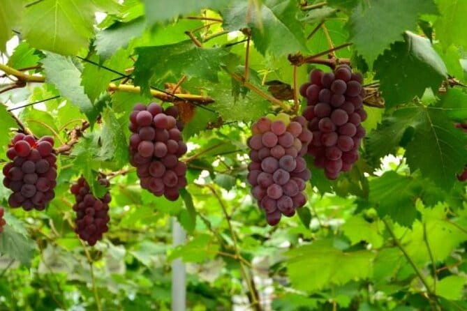 Full Day Tour in Mount Fuji and Oishi Park With Fruit Picking - Oishi Park and Fruit Picking