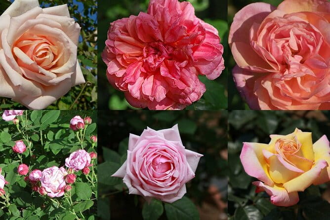 Full day tour Medieval Villages Grasse Gourdon Tourettes St Paul - Who Should Consider This Tour?