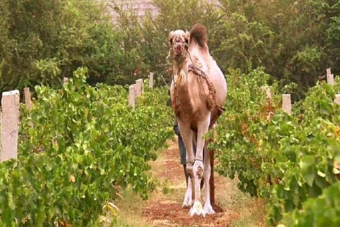 Full Day Tour of Casablanca With Lunch and Moroccan Wine - Visiting Local Beach and Winery