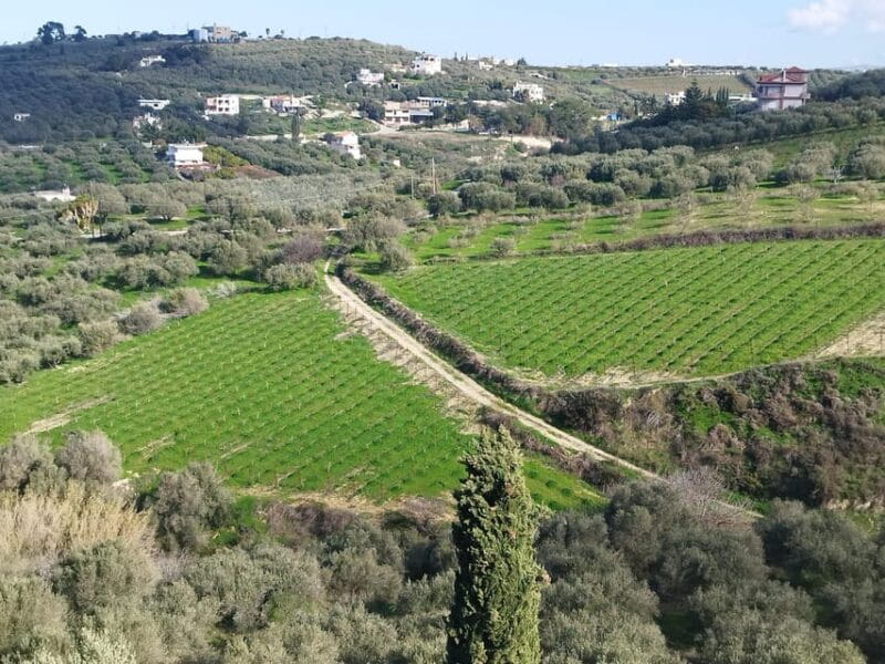 Full day tour:Knossos,Koronekes Olive mill,Lyrarakis winery - The Sum Up