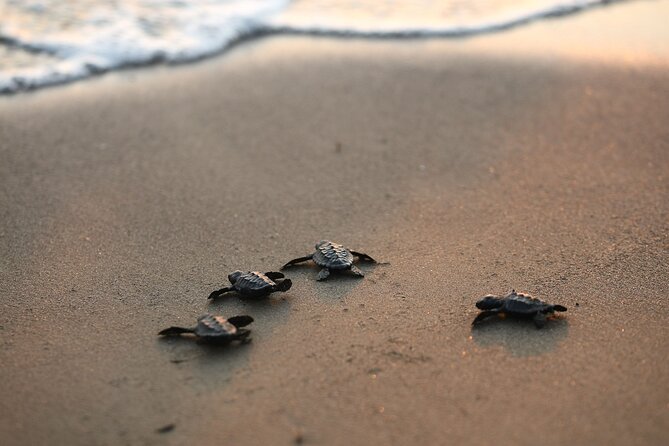 Full Day Turtle Beach Tour With Lake and Mud Baths From Marmaris - Lunch and Beverages