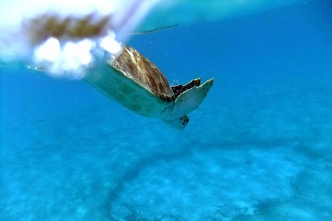 Full Day - Turtle Cove Snorkel & Water Island Beach Excursion - Additional Information and Requirements