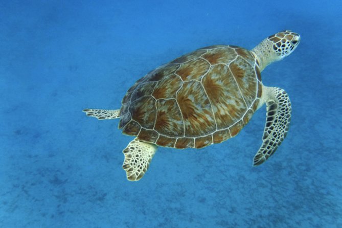 Full Day - Turtle Cove Snorkel & Water Island Beach Excursion - Cancellation Policy