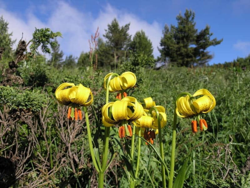 Full-Day Vitosha and Cherni Vruh Peak Hiking Tour - Price, Value, and What You’re Getting