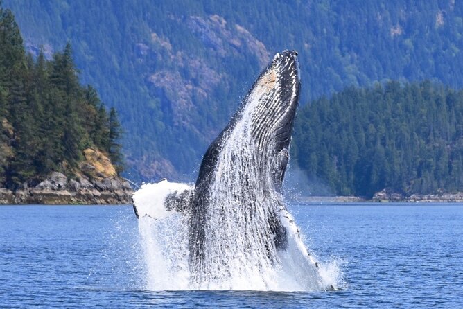 Full Day Whale Watching Campbell River - Frequently Asked Questions