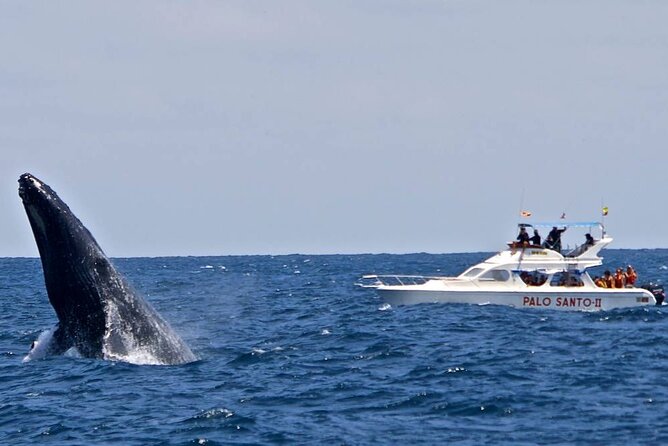 Full-Day Whale Watching Tour in Samana Bay From Punta Cana - Reviews and Feedback
