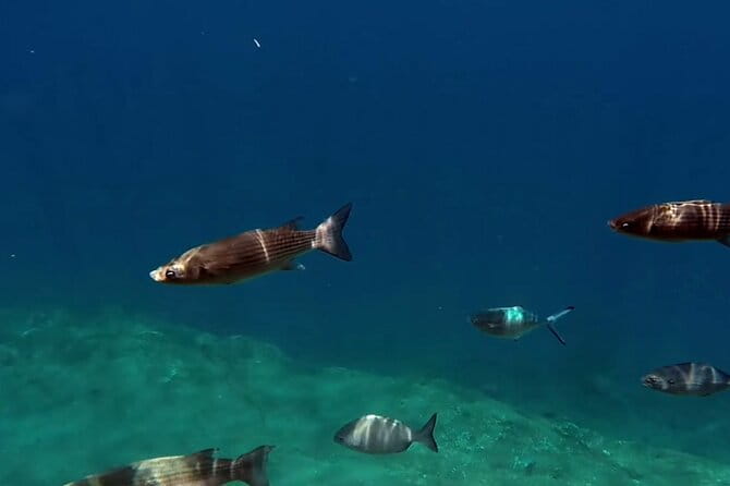 Full-Day Whales & The Princess Ring Islet (incl. Lunch) - FAQ