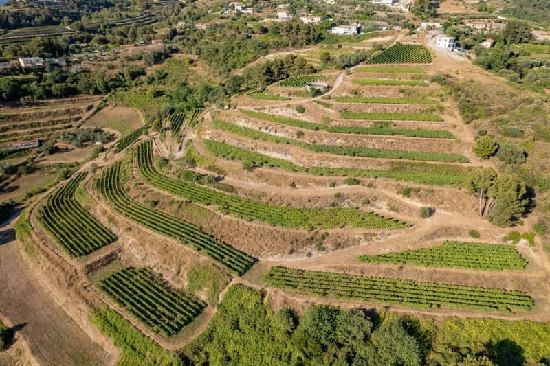 Full-Day Wine Tour in Bellet & Saint-Paul de Vence From Nice - Key points / Takeaways