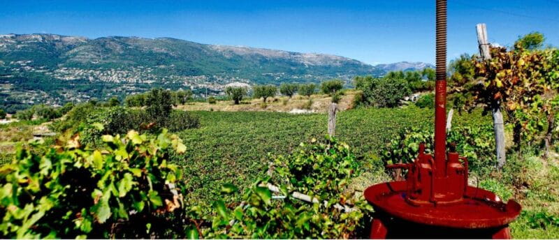 Full-Day Wine Tour in Bellet & Saint-Paul de Vence From Nice - The Sum Up