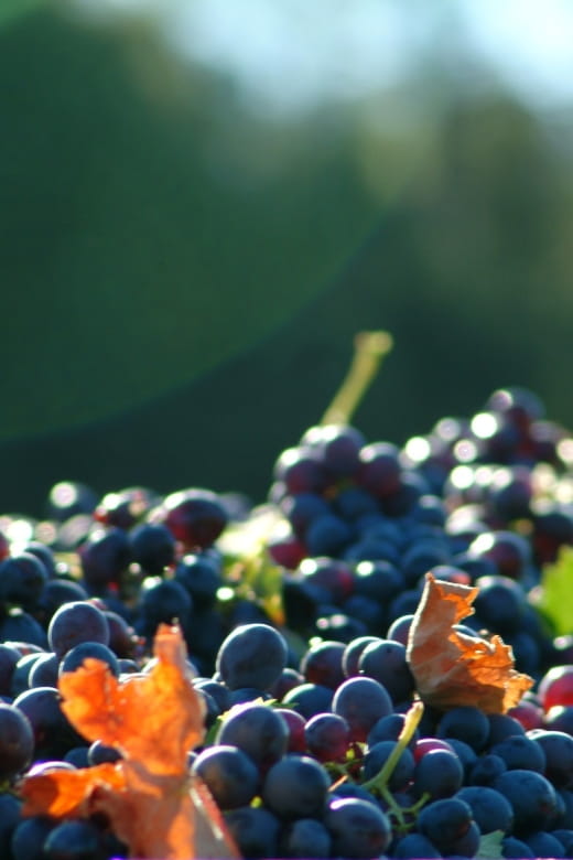 Full-Day Wine Tour in Bellet & Saint-Paul De Vence From Nice - Tasting Selection and Varieties