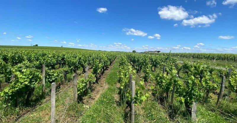 Full Day Wine tour in saint emilion & Margaux - A Deep Dive Into the Bordeaux Wine Day