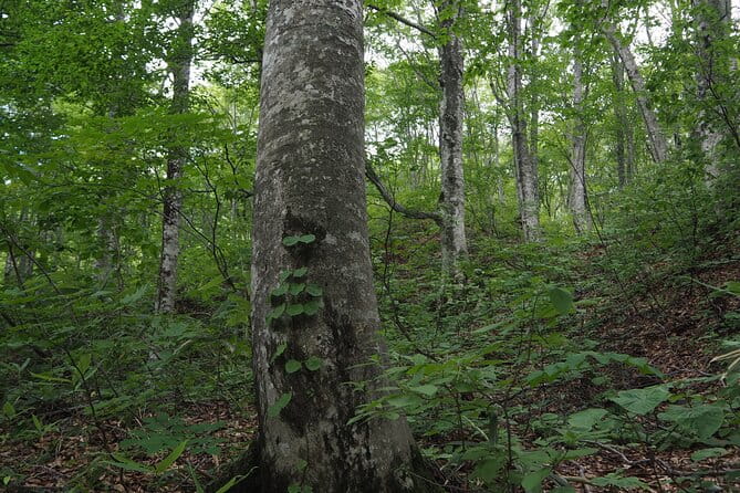 Full Day World Heritage Shirakami Mountains Hiking Tour - Key Points