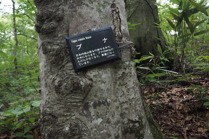 Full Day World Heritage Shirakami Mountains Hiking Tour - Health and Fitness Requirements