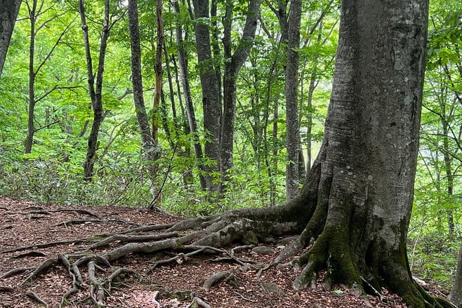 Full Day World Heritage Shirakami Mountains Hiking Tour - Itinerary Highlights