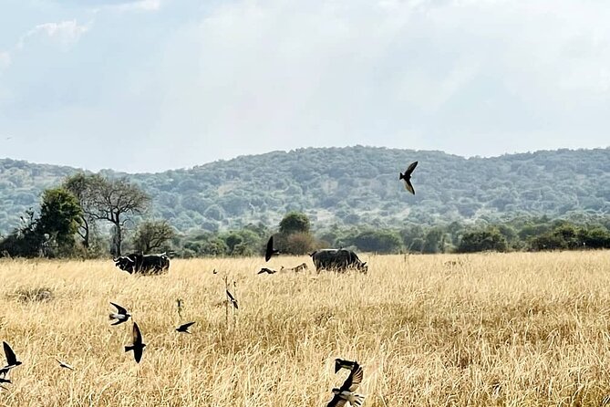 Full-Private Akagera Boat Cruise and Game Drive - Key Points