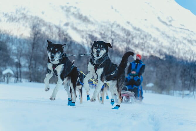Fun & Easy Dog Sledding Adventure - Noon Tour - Review of the Fun & Easy Dog Sledding Adventure - Noon Tour in Tromso