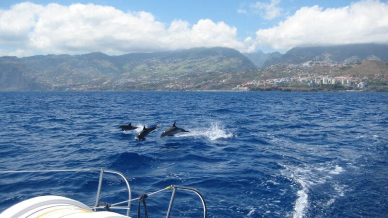 Funchal: Dolphin and Whale Watching Catamaran Cruise - Key points / Takeaways