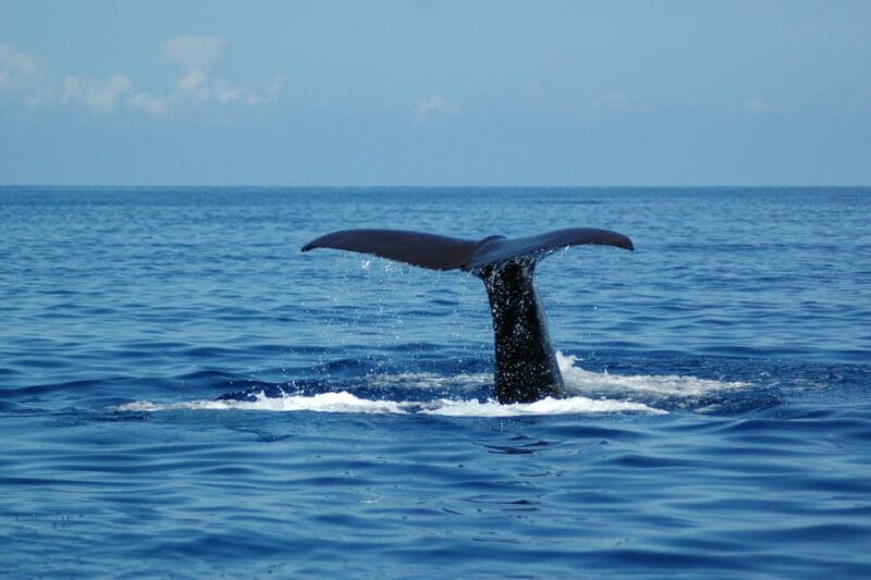 Funchal: Dolphin and Whale Watching Catamaran Cruise - FAQ