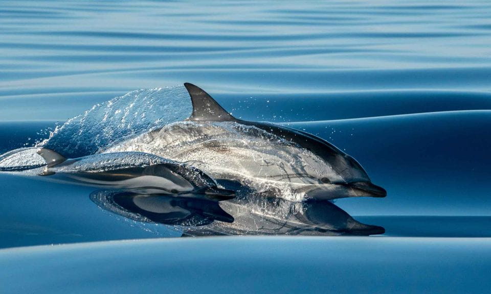 Funchal: Dolphin and Whale Watching Cruise - Cruise Experience and Itinerary