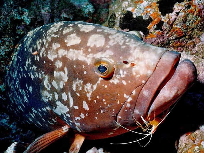 Funchal: Garajau national park - certified divers - FAQs: Your Questions Answered