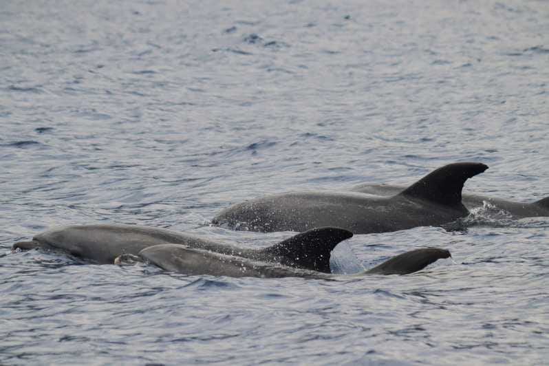 Funchal: Guarantee Wild Dolphin&Whale Watching by RIB - Why This Tour Stands Out