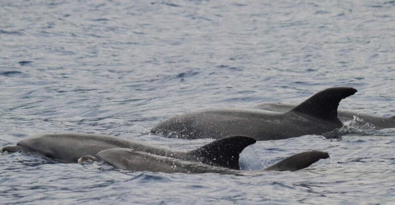 Funchal: Guarantee Wild Dolphin&Whale Watching by RIB - Who Will Love This Tour?