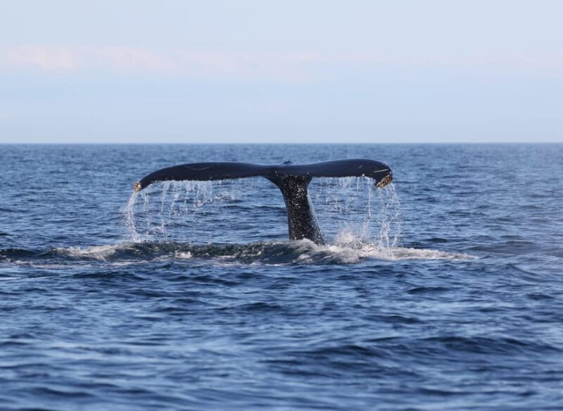 Funchal: Guarantee Wild Dolphin&Whale Watching by RIB - Price and Logistics: Is It Worth It?