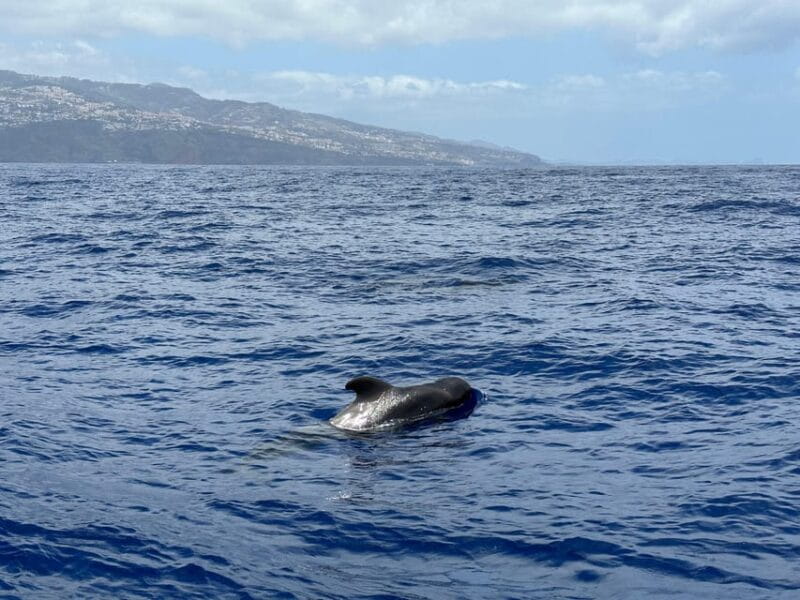 Funchal: Guarantee Wild Dolphin&Whale Watching by RIB - Final Thoughts: Who Should Book This?
