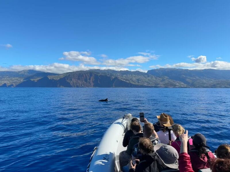 Funchal: Guarantee Wild Dolphin&Whale Watching by RIB - FAQ