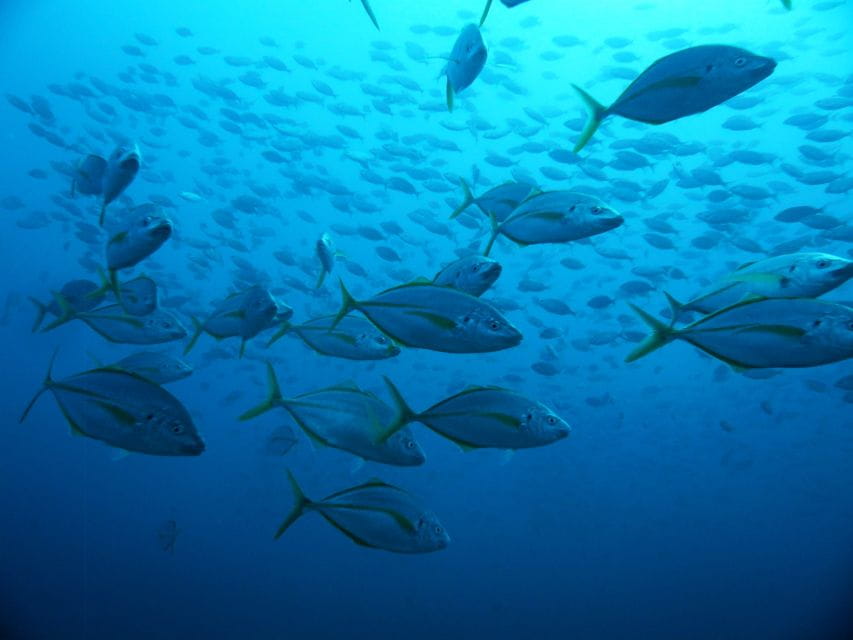 Funchal: Marine Reserve of Garajau Snorkeling Trip - Frequently Asked Questions