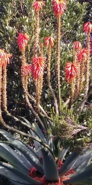 Funchal: Nuns Valley Easy Walk with Mountain Surroundings - Key points / Takeaways