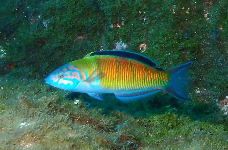 Funchal: Snorkeling Adventure in Eco-Park / Shore or by Boat - Price and Value: Worth Every Cent?