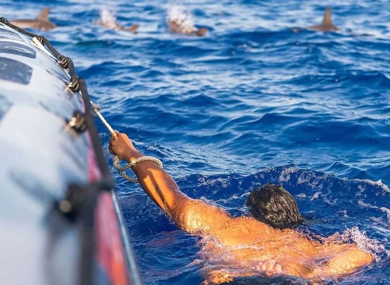 Funchal: Whale Watching and Swimming with Dolphins Cruise - Funchal: Whale Watching and Swimming with Dolphins Cruise – A Practical Guide