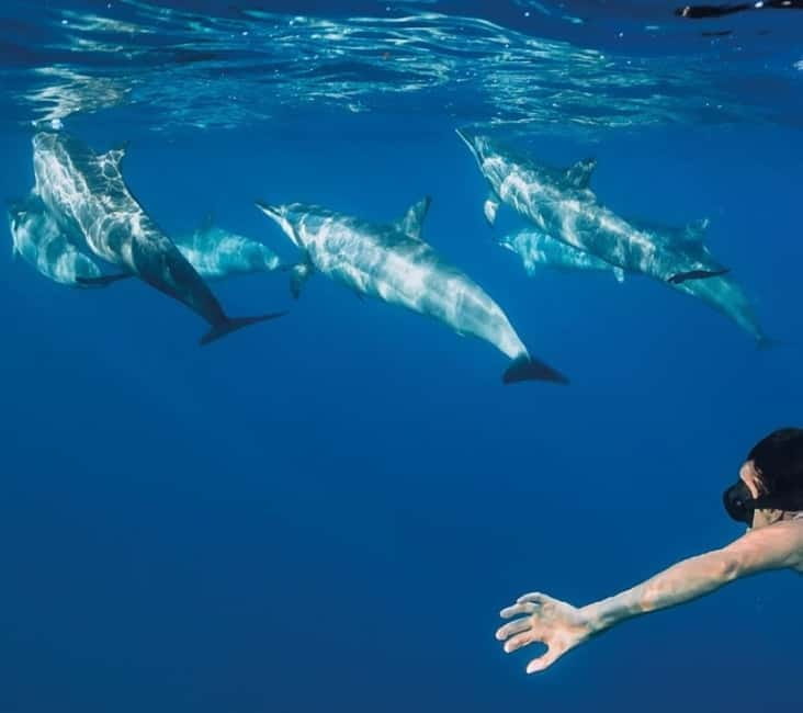 Funchal: Whale Watching and Swimming with Dolphins Cruise - Who Will Love This Tour?