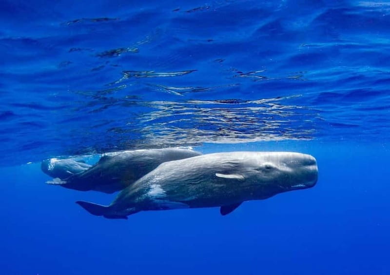 Funchal: Whale Watching and Swimming with Dolphins Cruise - Price and Practical Tips