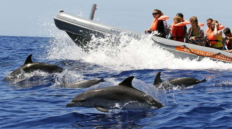 Funchal: Whale Watching and Swimming with Dolphins Cruise - Why This Tour Stands Out