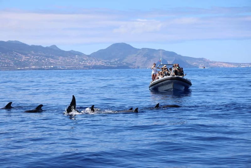 Funchal: Whale Watching and Swimming with Dolphins Cruise - The Sum Up