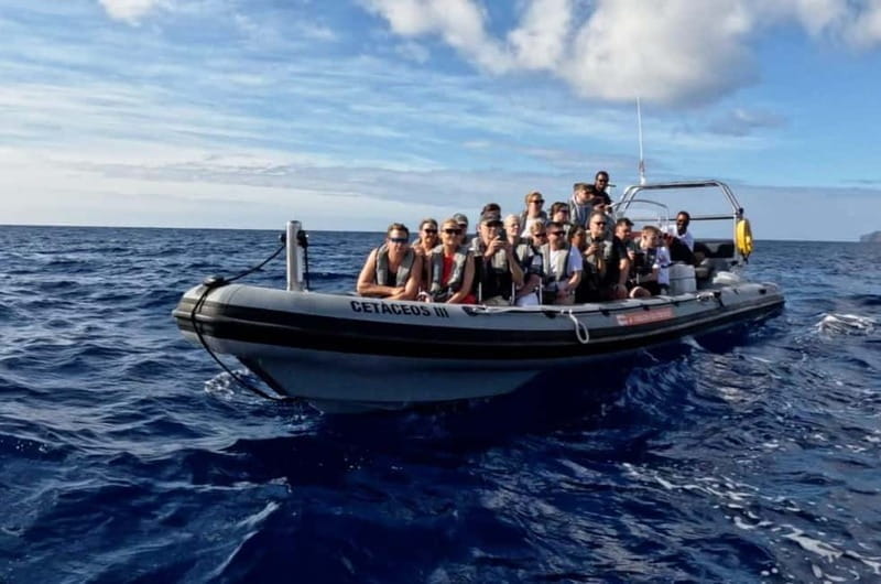 Funchal: Whale Watching and Swimming with Dolphins Cruise - FAQ