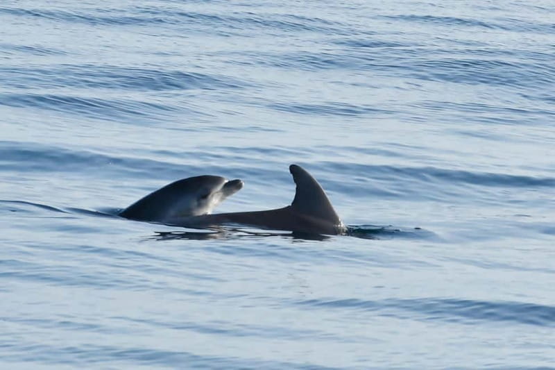 Funtana,Vrsar: Dolphin safari, drinks included - A detailed look at the dolphin safari experience