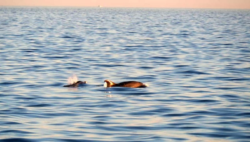 Funtana,Vrsar: Dolphin safari, drinks included - Final thoughts: Is it worth it?