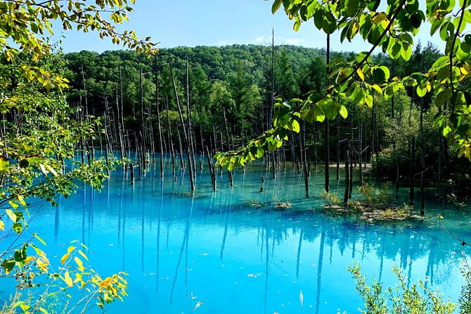 Furano, Biei & Blue Pond Full-Day Private Tour (Up to 21 Pax) - Key Points
