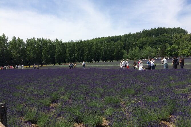 Furano, Biei & Blue Pond Full-Day Private Tour (Up to 21 Pax) - Furano and Biei