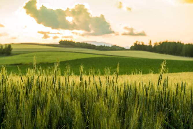 Furano, Biei & Blue Pond Full-Day Private Tour (Up to 21 Pax) - Itinerary