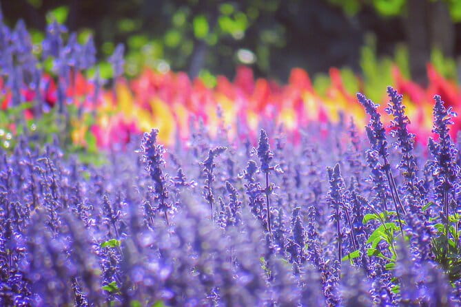 Furano, Biei & Blue Pond Full-Day Private Tour (Up to 21 Pax) - Booking and Cancellation Policy