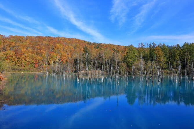 Furano Biei Tour Sapporo DEP: English Speaking Driver, No Guide - Transportation and Accessibility