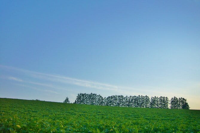 Furano Biei Tour Sapporo DEP: English Speaking Driver, No Guide - Reviews and Ratings