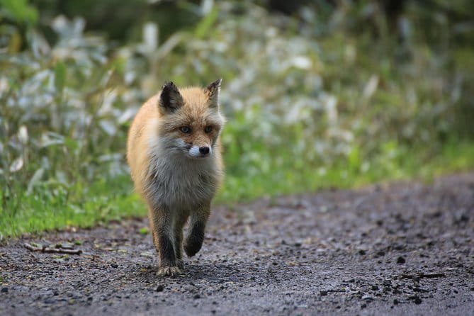 Furepe Waterfall Nature Walk - Key Points