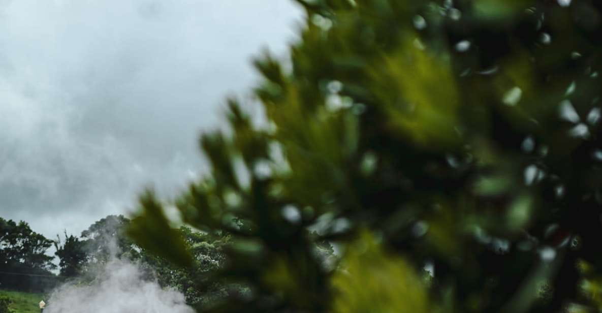 Furnas: Thermal Springs & Tea Plantation Day Tour With Lunch - Gorreana Tea Factory Tour