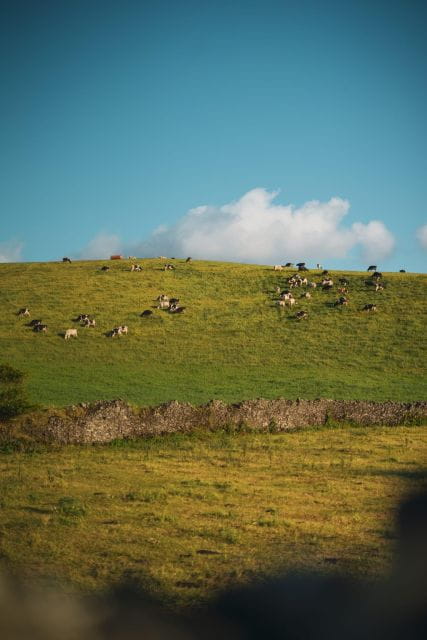 Furnas: Thermal Springs & Tea Plantation Day Tour With Lunch - Recap