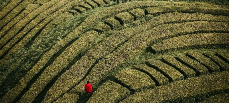 Furnas: Volcano Crater, Lake, Tea Plantation, and Waterfall - Exploring São Miguel’s East Side: A Deep Dive